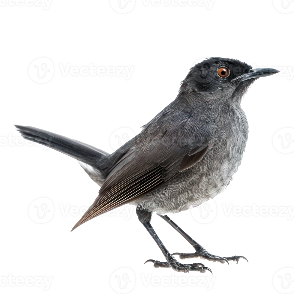 Catbird fly full body isolate on transparency background png