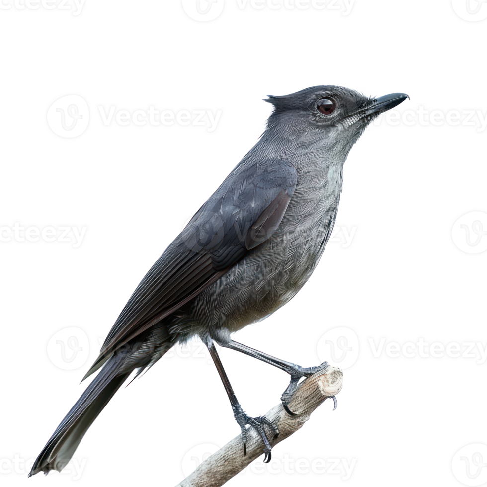 Catbird fly full body isolate on transparency background png
