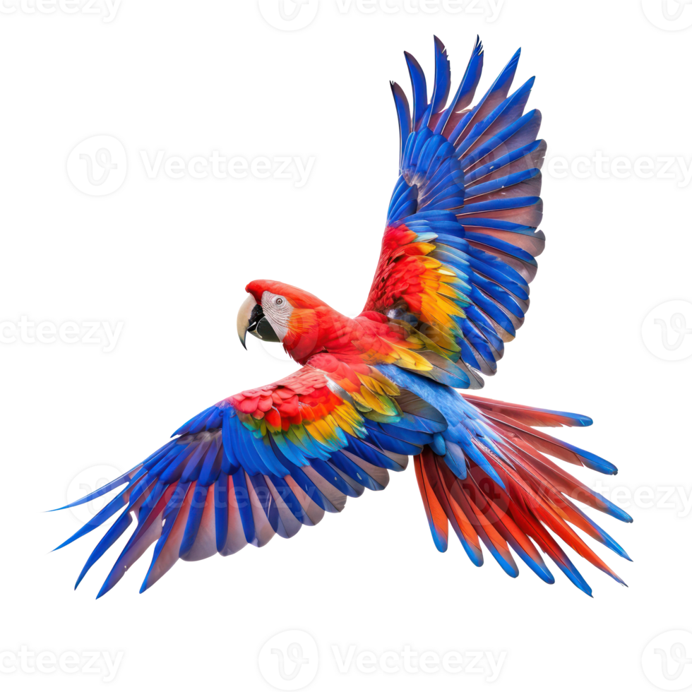 Parrot fly full body isolate on transparency background png