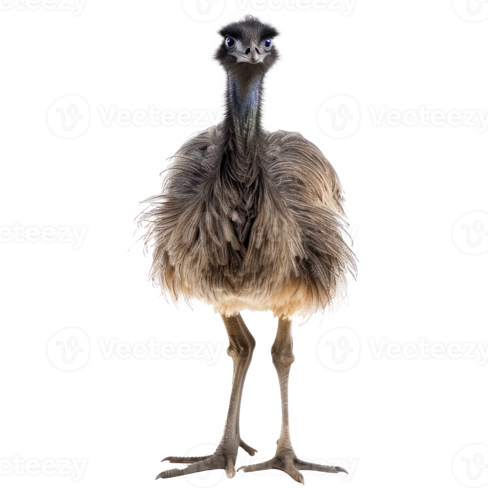 Emu front view full body isolate on transparency background png