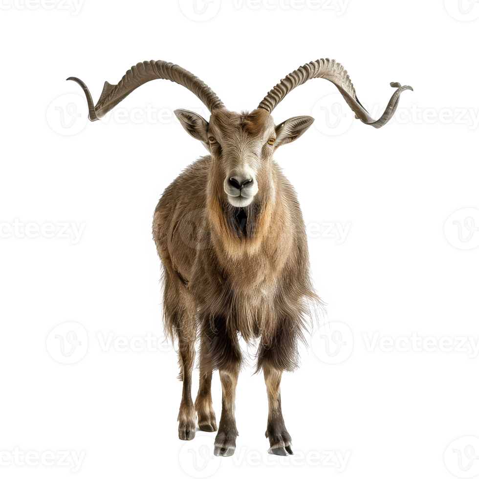 Markhor front view full body isolate on transparency background png