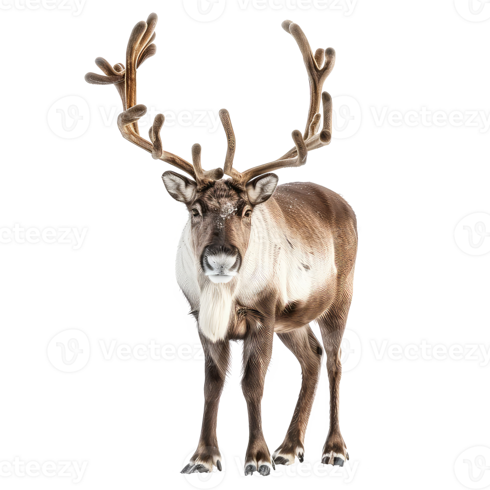 Reindeer front view full body isolate on transparency background png