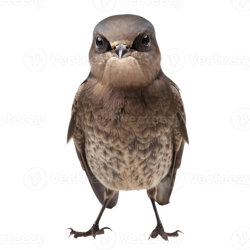 Common swift bird front view full body isolate on transparency background png