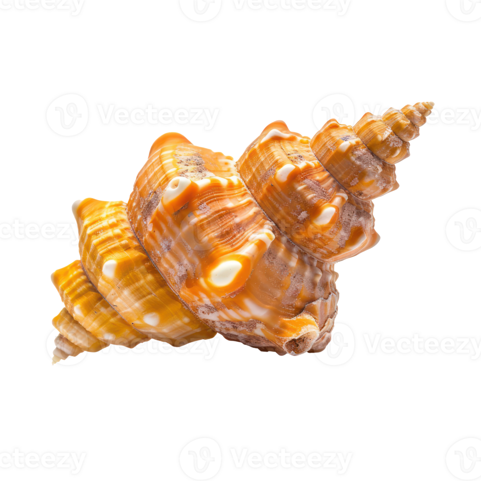 Orange Common Knobby Spindle seashell isolate on transparency background png