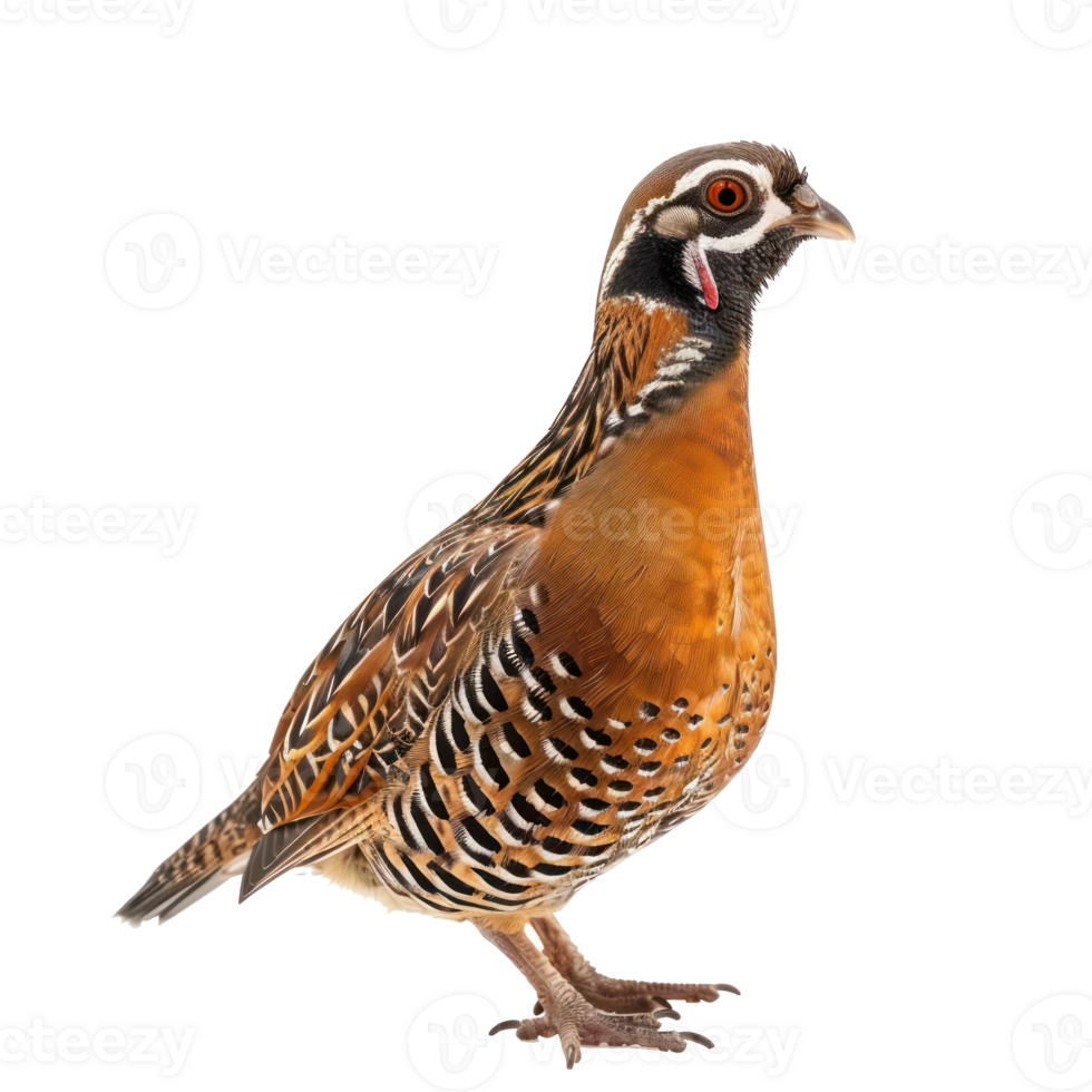 Partridge bird front view full body isolate on transparency background png