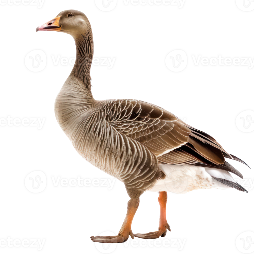 Goose front view full body isolate on transparency background png