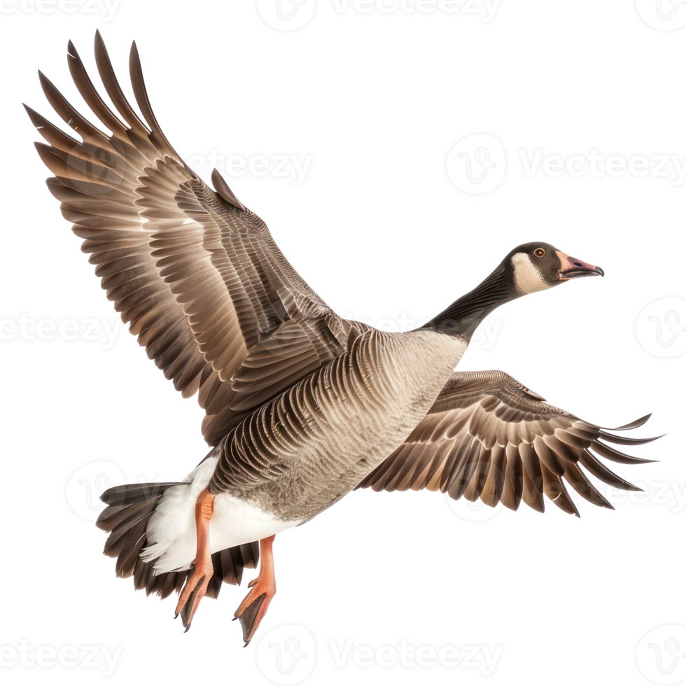 Goose fly full body isolate on transparency background png