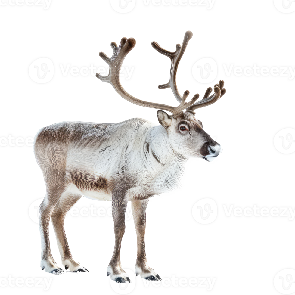 Reindeer full body isolate on transparency background png