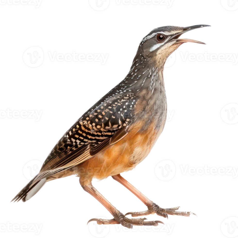 Rail bird side view full body isolate on transparency background png