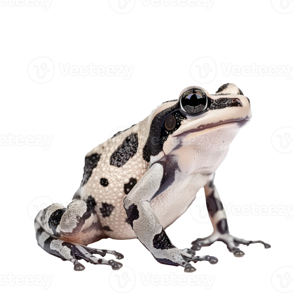 Amazon Milk Frog pet side view full body isolate on transparency background png