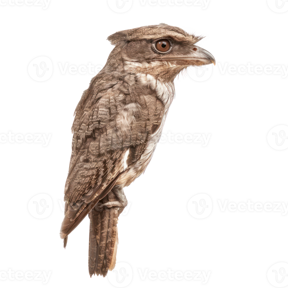 Potoo bird fly full body isolate on transparency background png