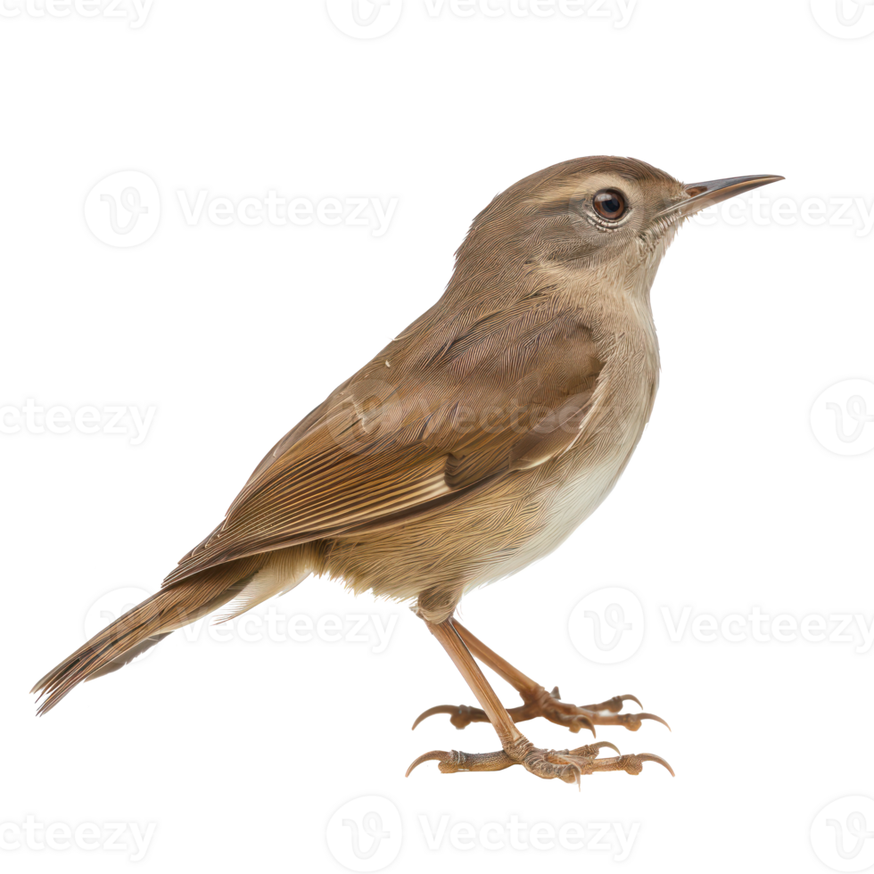Bush warbler bird side view full body isolate on transparency background png