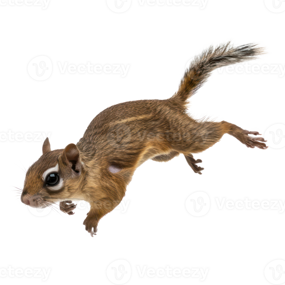 Flying Squirrel side view full body isolate on transparency background png