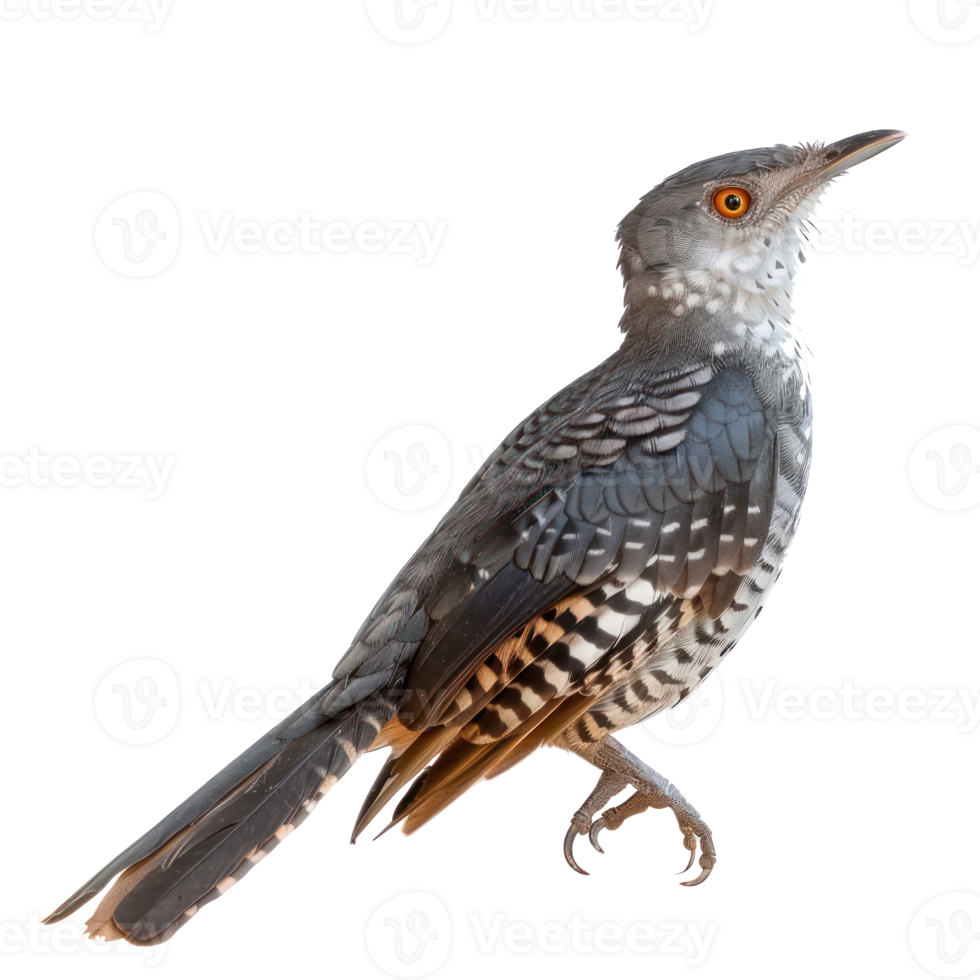 Cuckoo side view full body isolate on transparency background png