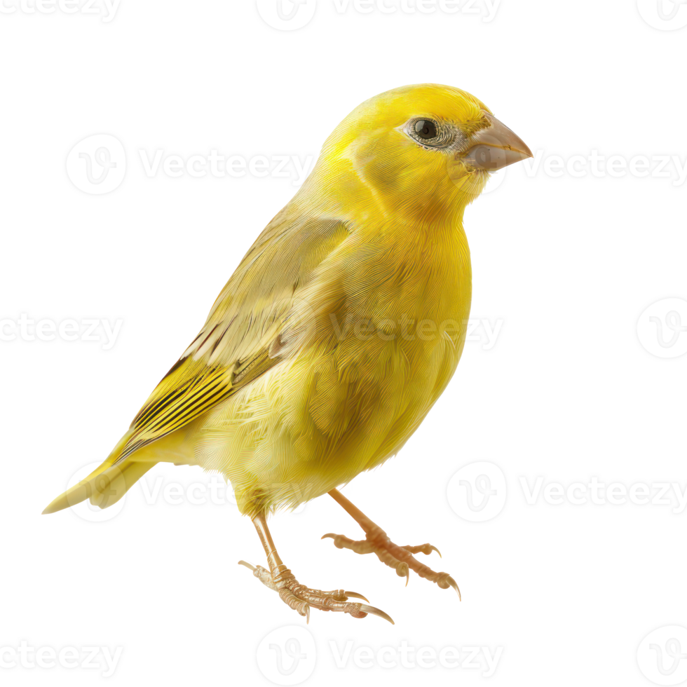 Canary front view full body isolate on transparency background png
