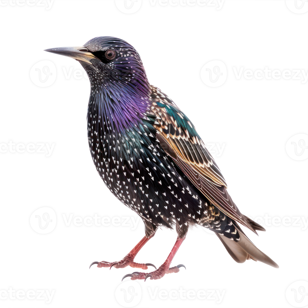 Starling bird front view full body isolate on transparency background png