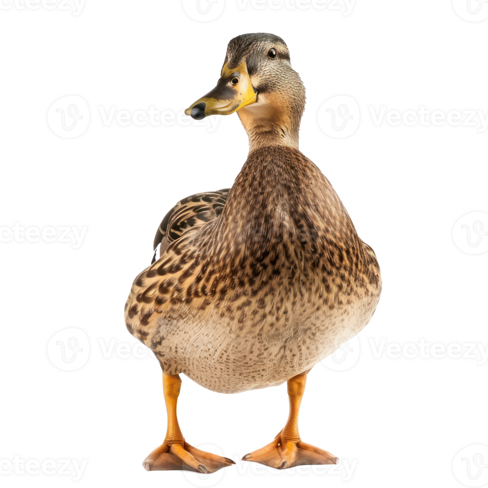 Duck front view full body isolate on transparency background png
