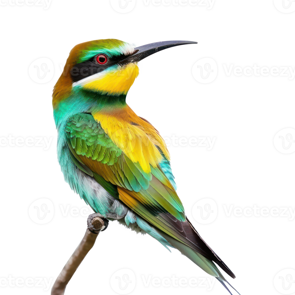 Bee-eater bird front view full body isolate on transparency background png