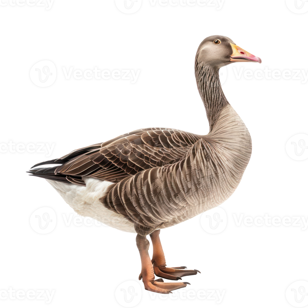 Goose side view full body isolate on transparency background png