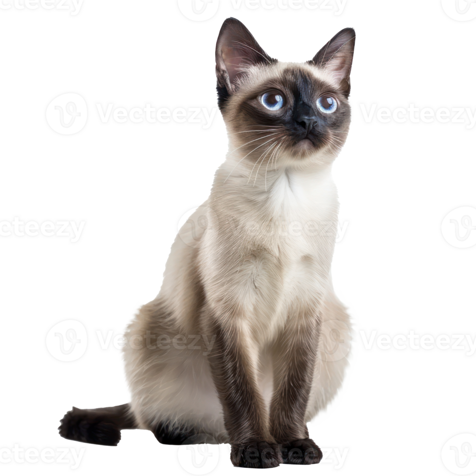 Siamese Cats front view full body isolate on transparency background png