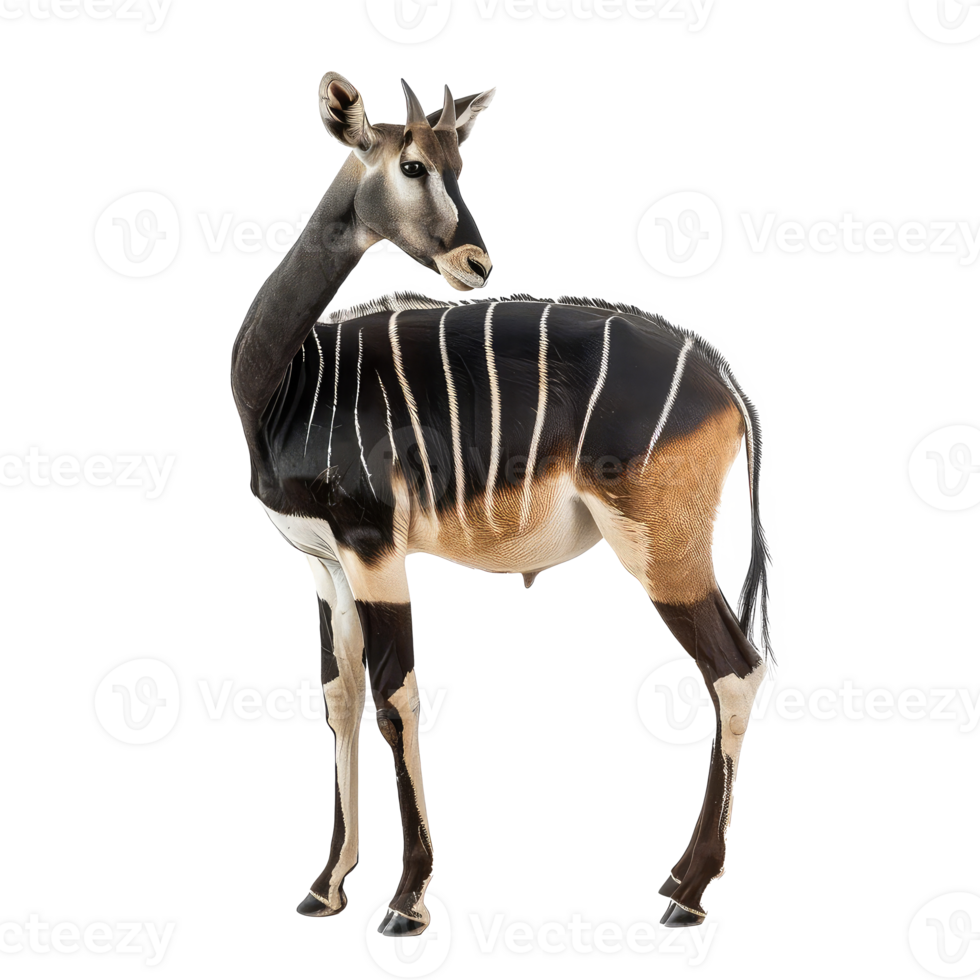 Okapi full body isolate on transparency background png
