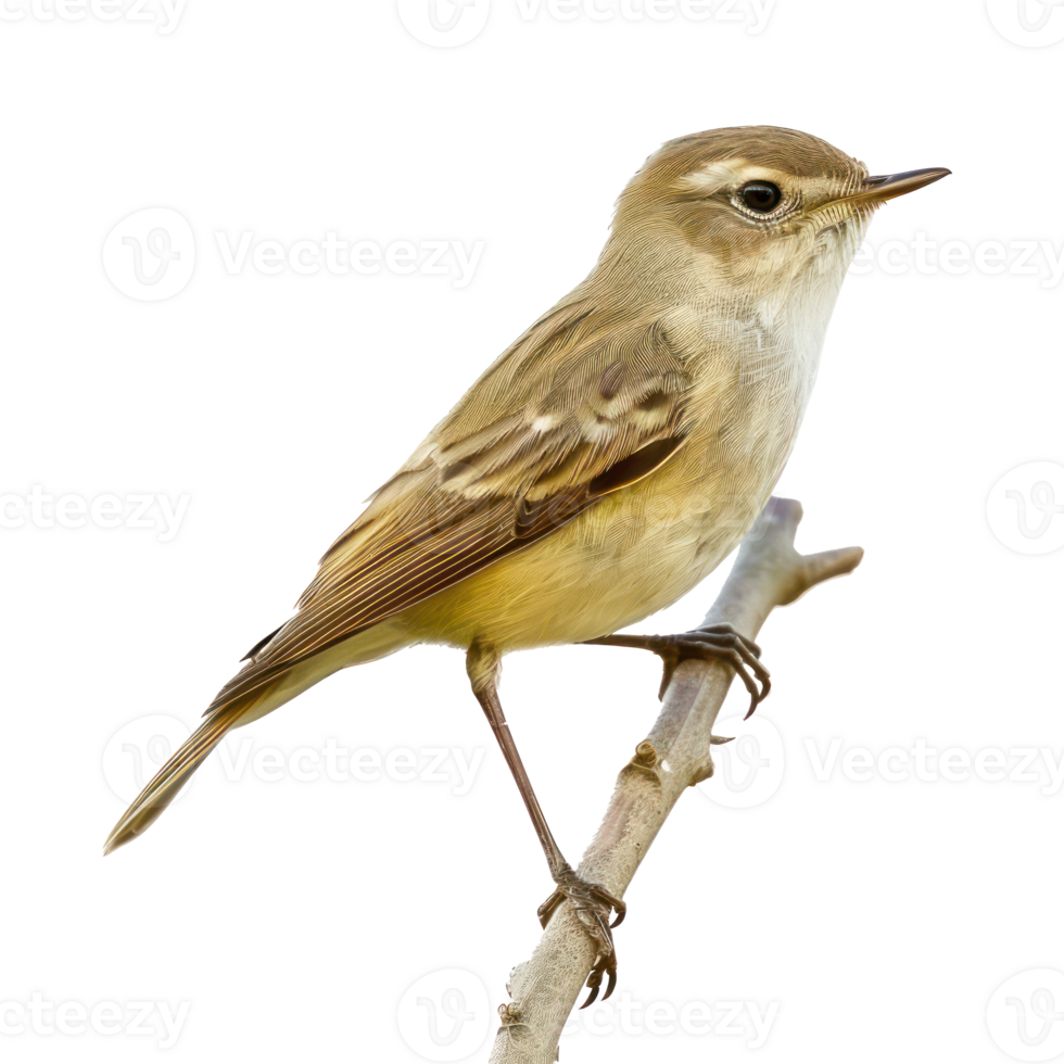 Bush warbler bird side view full body isolate on transparency background png