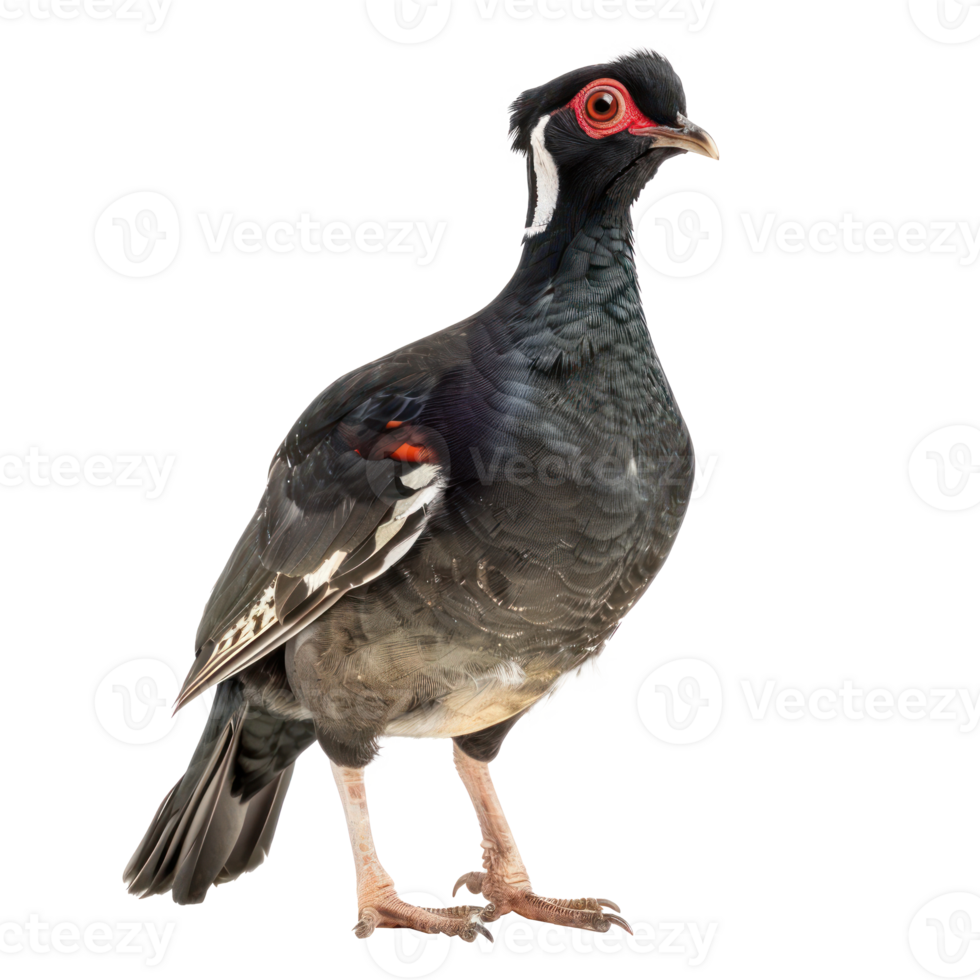 Rallidae front view full body isolate on transparency background png