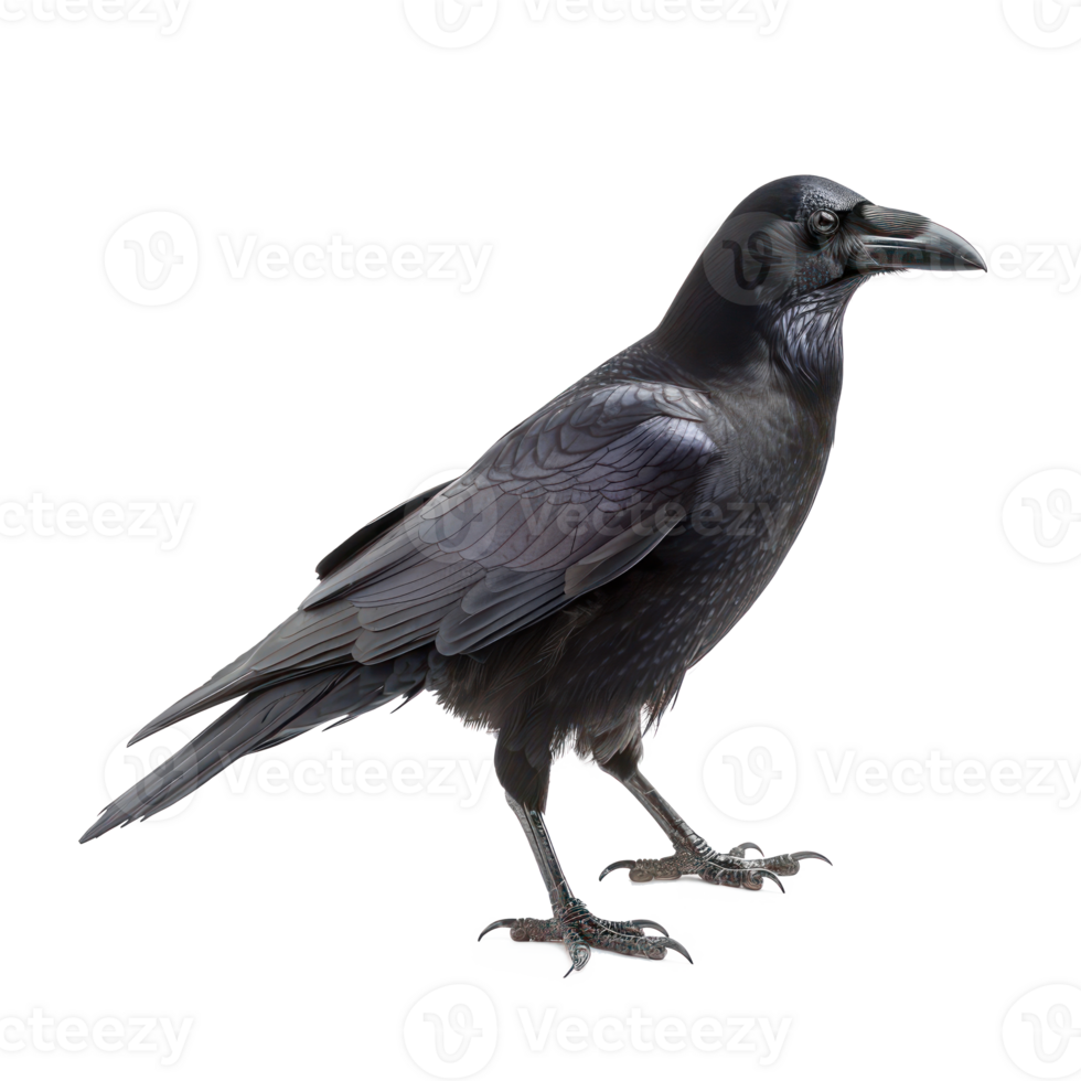 Crow side view full body isolate on transparency background png