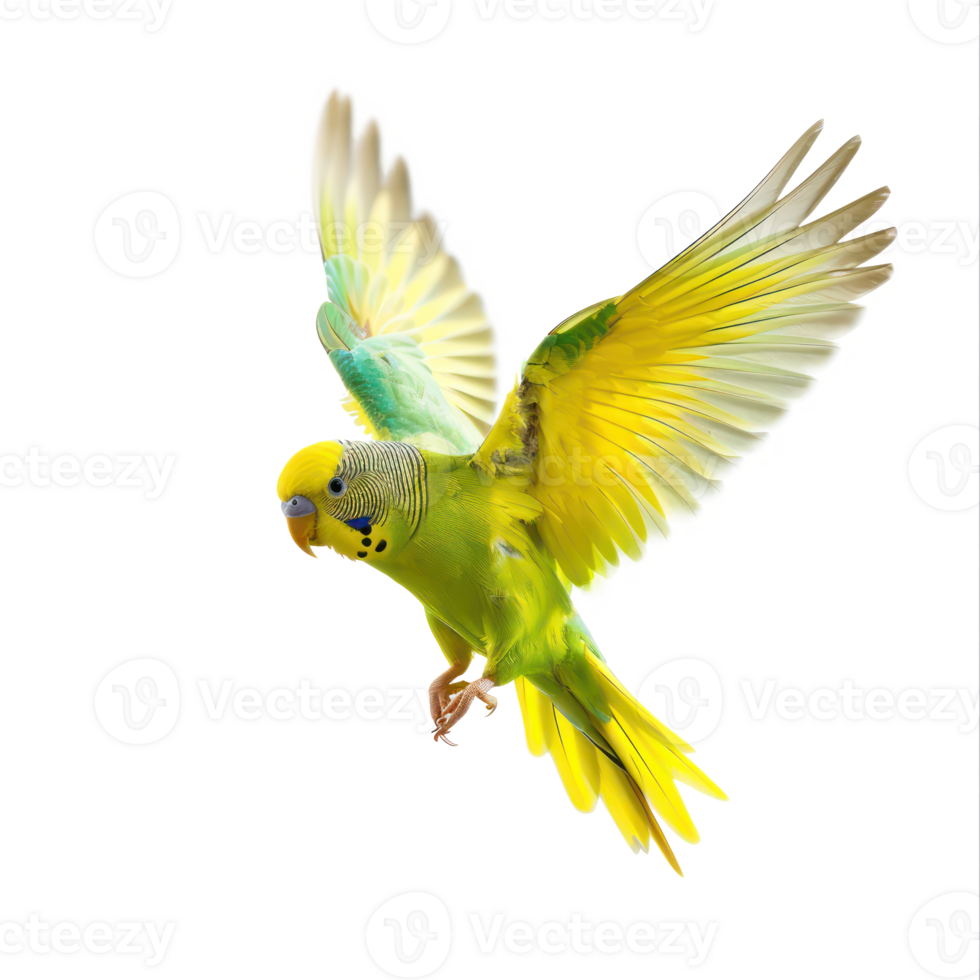 Parakeet fly full body isolate on transparency background png