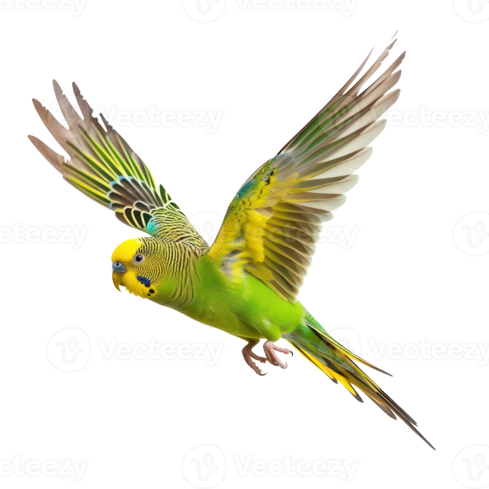 Parakeet fly full body isolate on transparency background png
