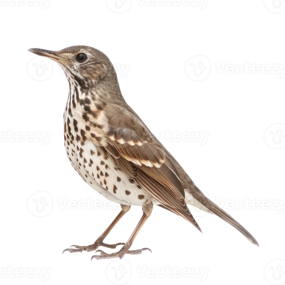 Thrush bird front view full body isolate on transparency background png