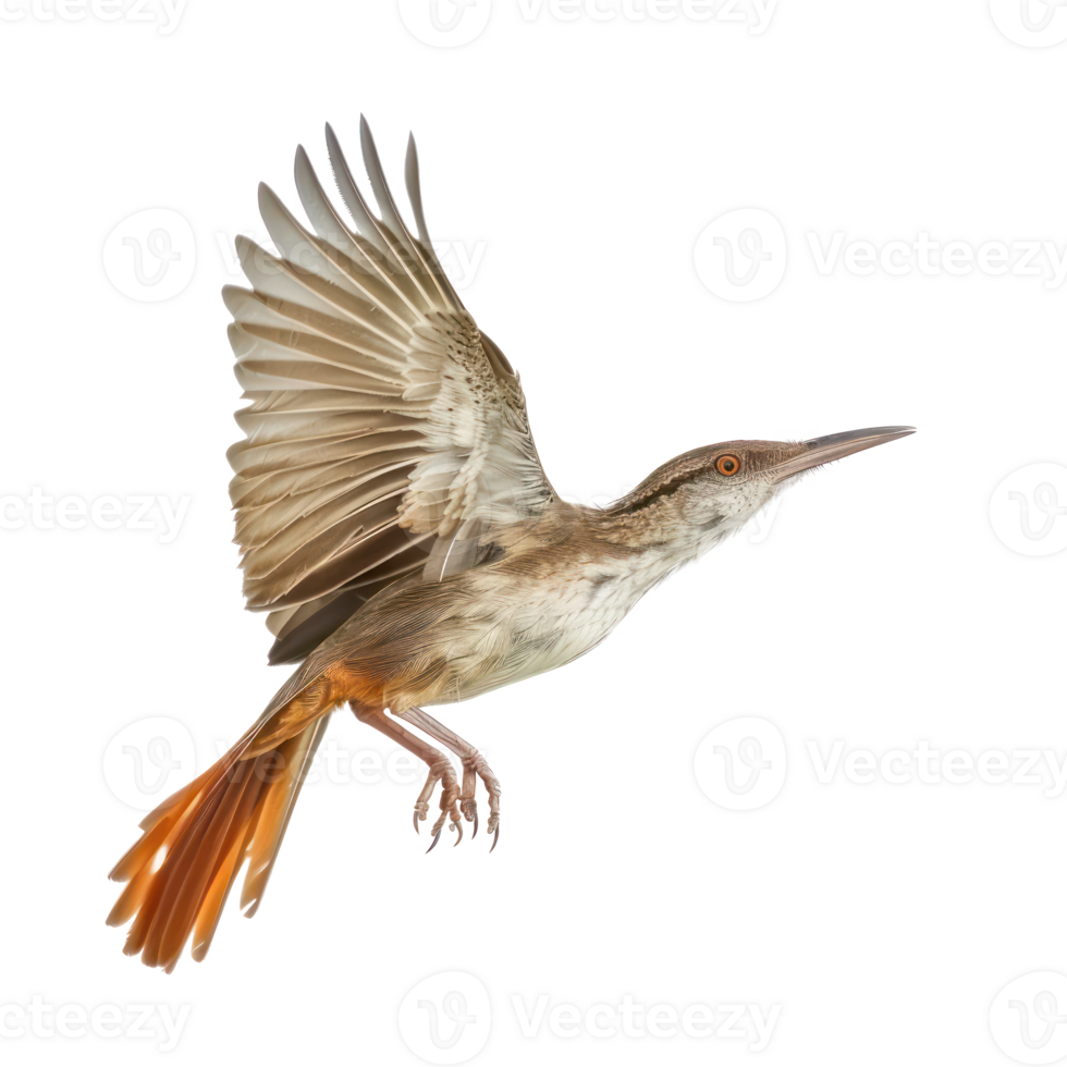 Rail bird fly full body isolate on transparency background png