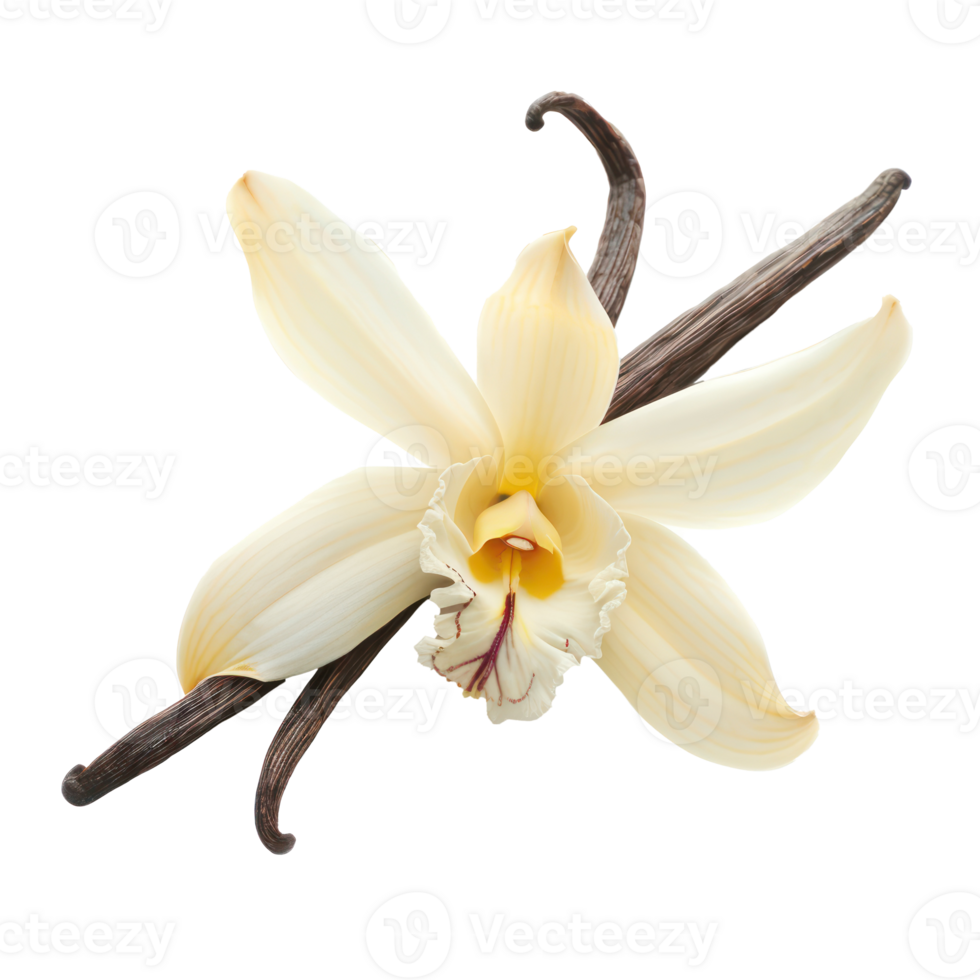 vanilla flower isolate on transparency background png