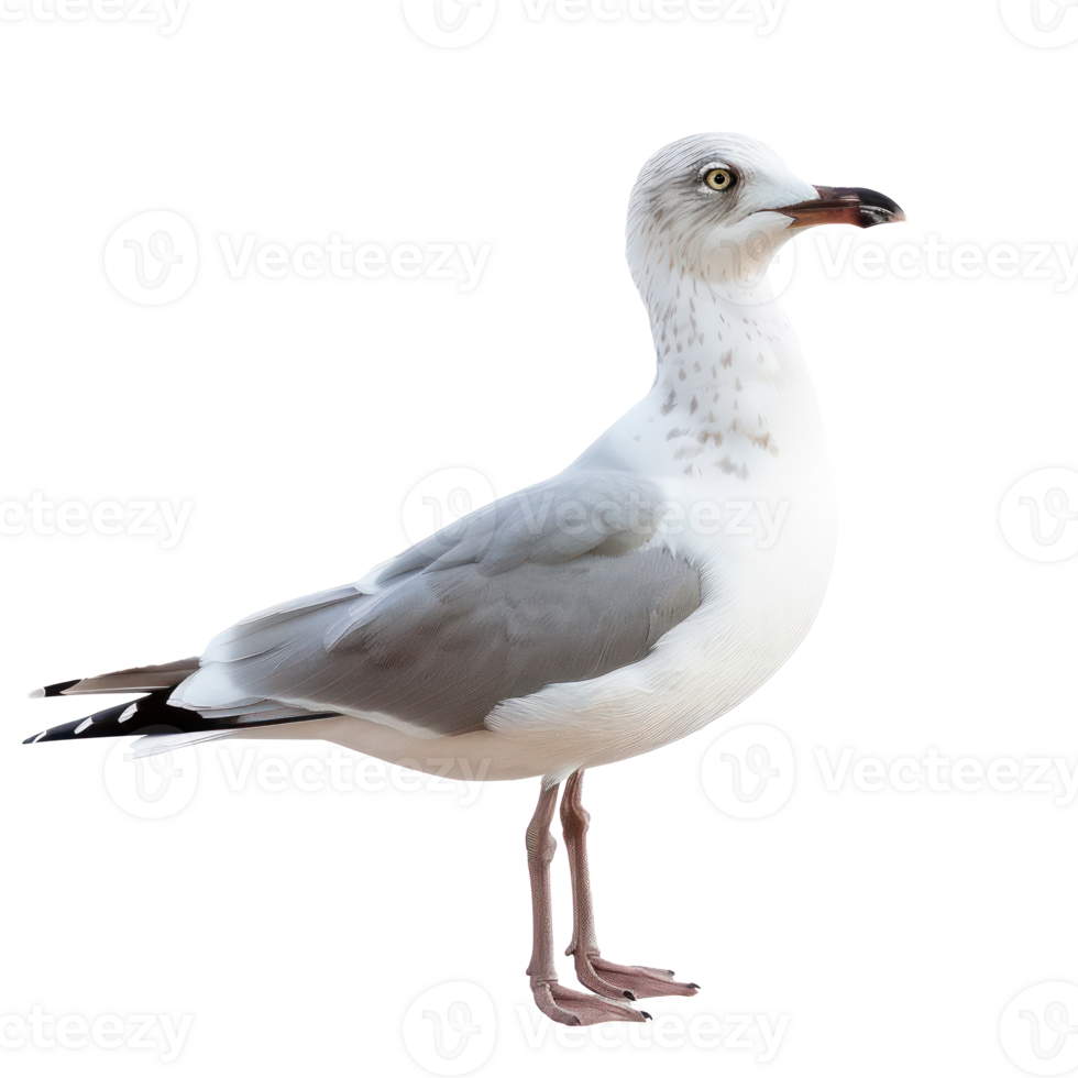 Seagull side view full body isolate on transparency background png