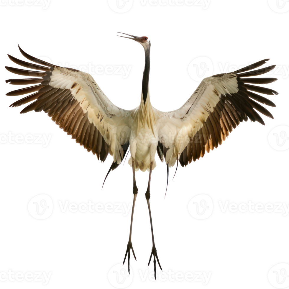 crane bird fly full body isolate on transparency background png