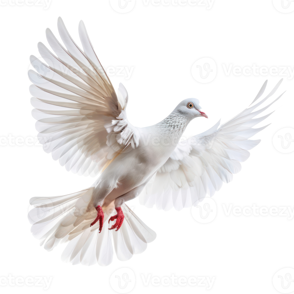 white pigeon or dove flying isolate on transparency background png