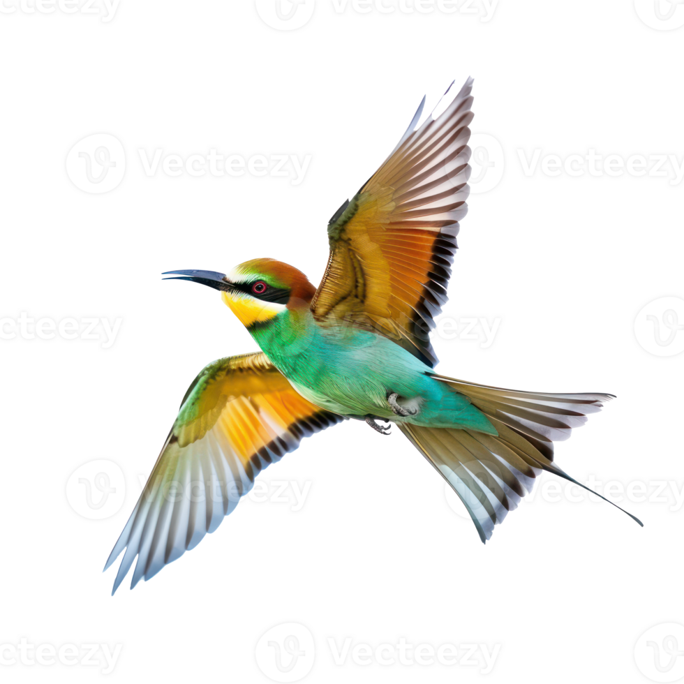 Bee-eater bird fly full body isolate on transparency background png