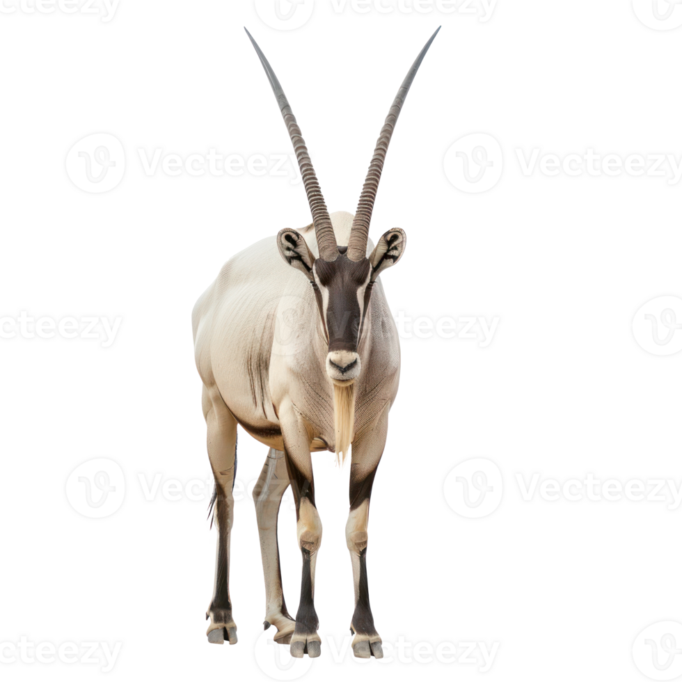 Oryx front view full body isolate on transparency background png