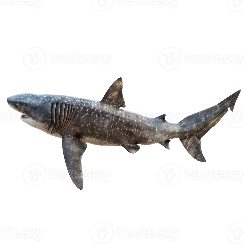 Basking shark side view full body isolate on transparency background png