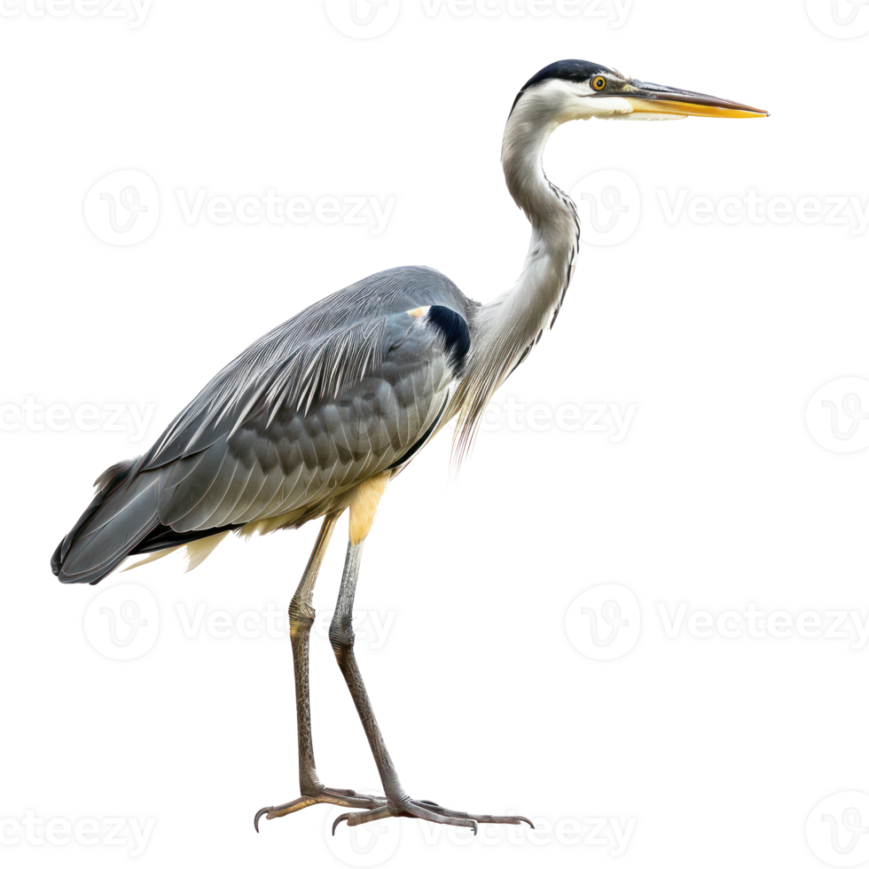 Heron bird side view full body isolate on transparency background png