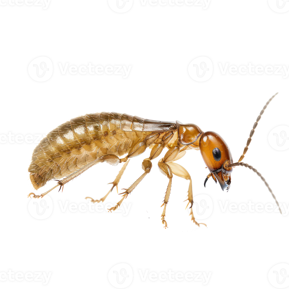Termite side view full body isolate on transparency background png
