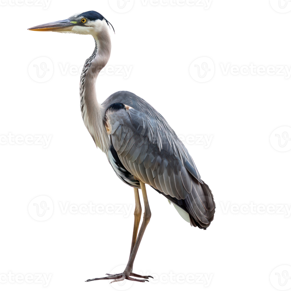 Heron bird side view full body isolate on transparency background png