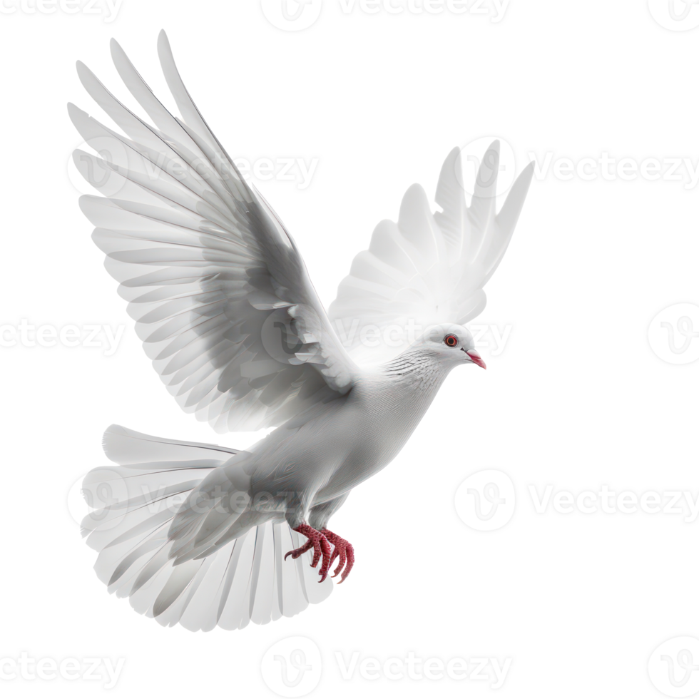 white pigeon or dove flying isolate on transparency background png