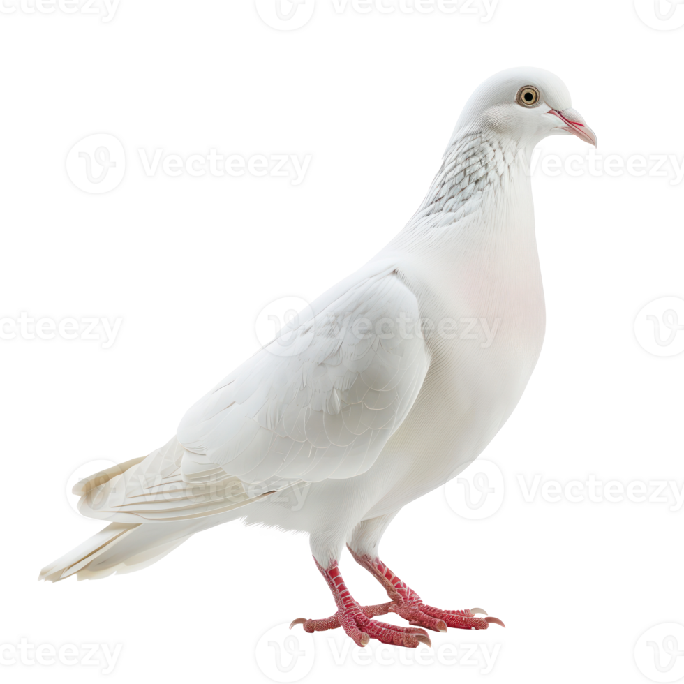 white pigeon or dove standing isolate on transparency background png