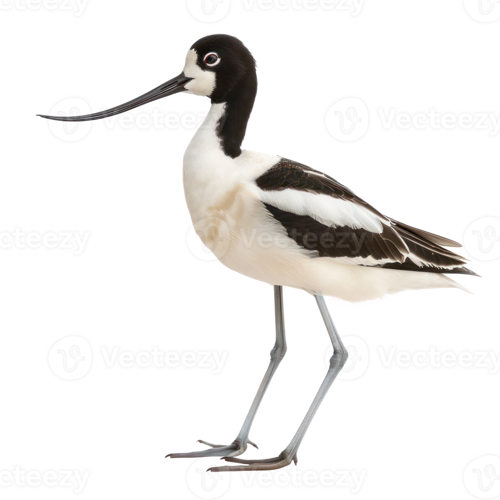 Avocet bird side view full body isolate on transparency background png