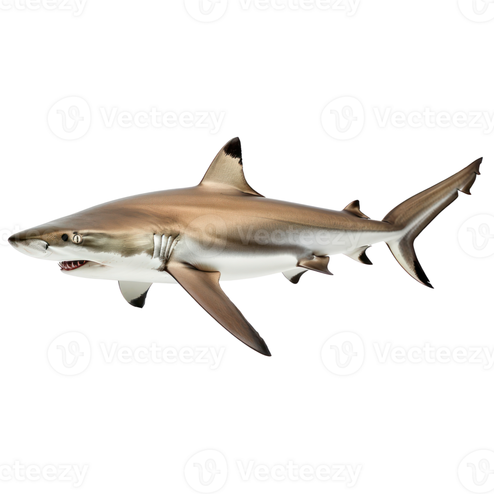 Shark side view full body isolate on transparency background png