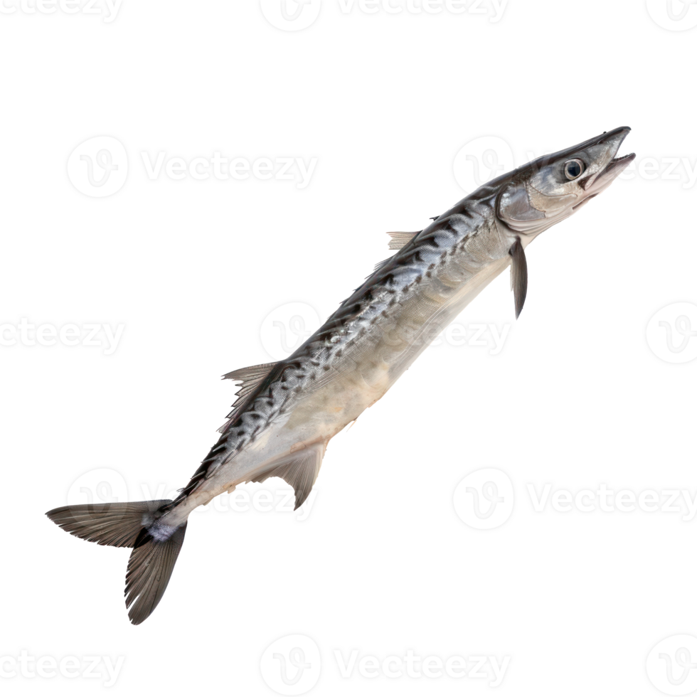 Barracuda full body isolate on transparency background png