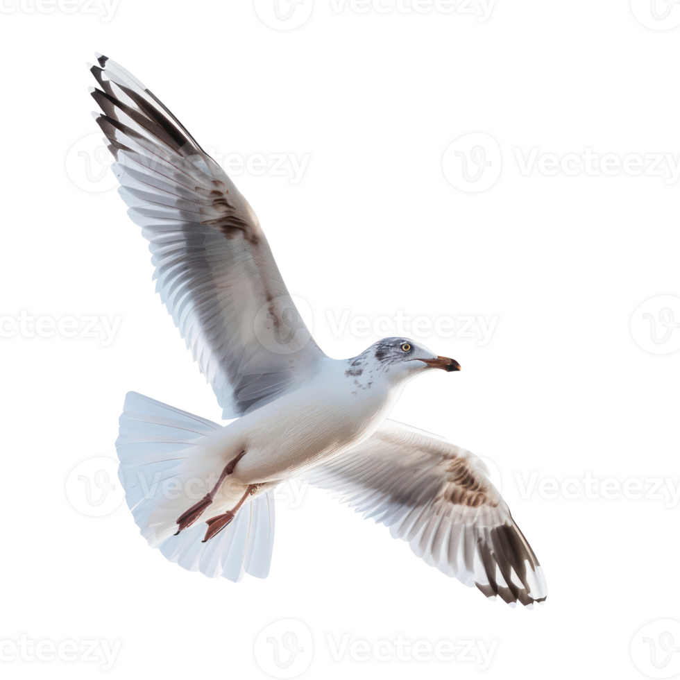 Seagull fly full body isolate on transparency background png