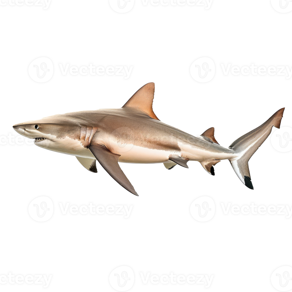 Bull Shark side view full body isolate on transparency background png