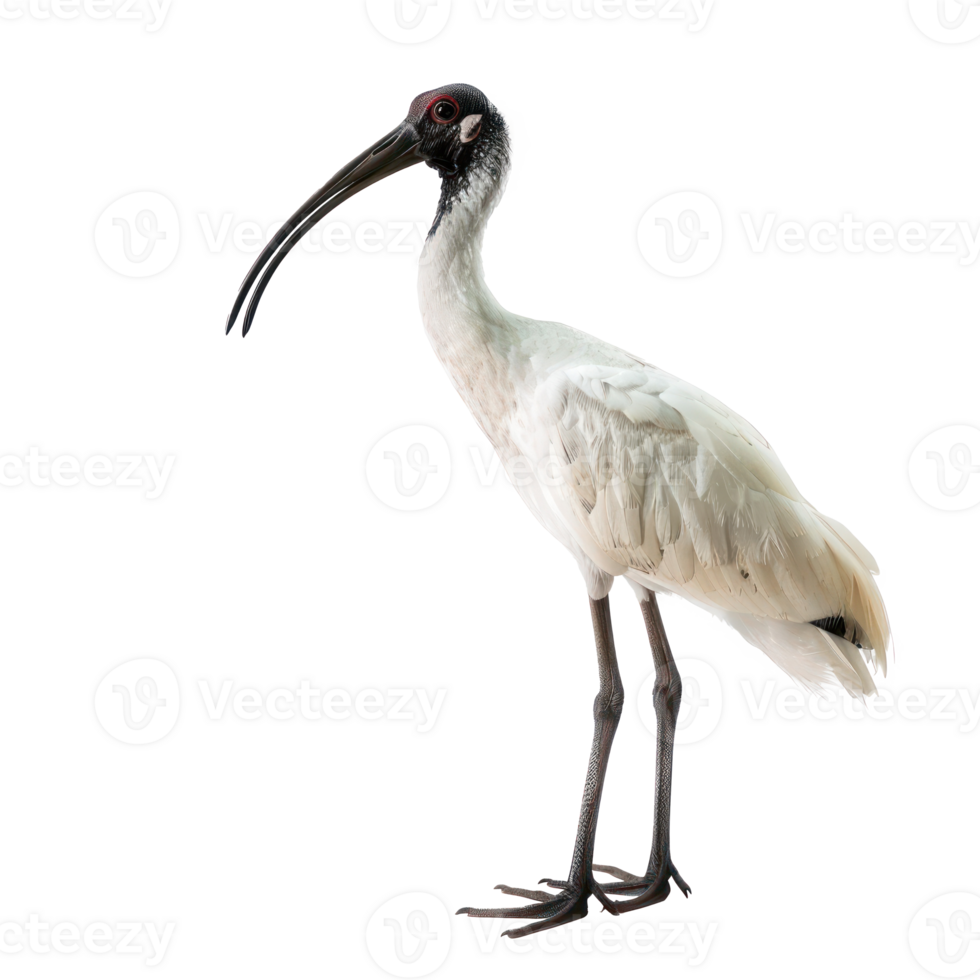 Ibis full body isolate on transparency background png